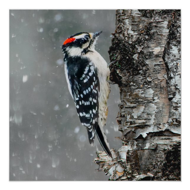 Downy Woodpecker in Snow - Original Photograph Poster (Front)