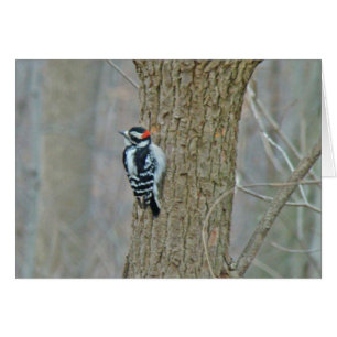 Downy Woodpecker Items