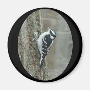 Downy Woodpecker Items Magnet