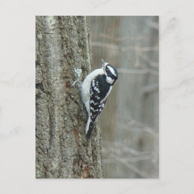 Downy Woodpecker Items Postcard (Front)