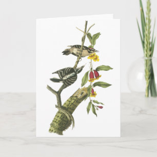 Downy Woodpecker - John Audubon Card