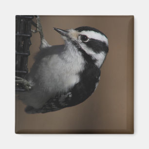 Downy Woodpecker magnet