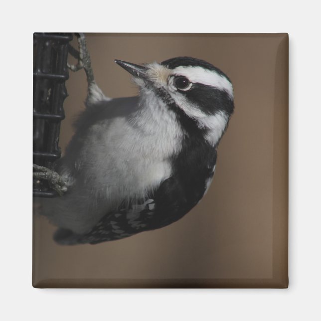 Downy Woodpecker magnet (Front)