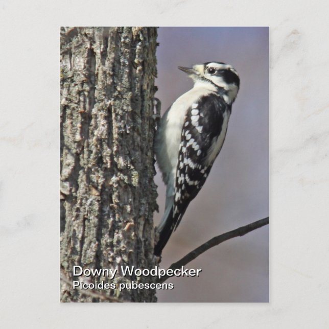 Downy Woodpecker Postcard (Front)