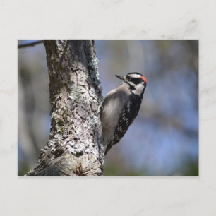 Downy Woodpecker Postcard