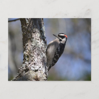 Downy Woodpecker Postcard