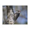Downy Woodpecker