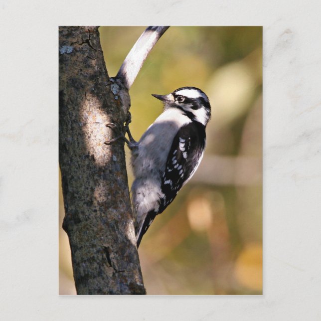 Downy Woodpecker Postcard (Front)