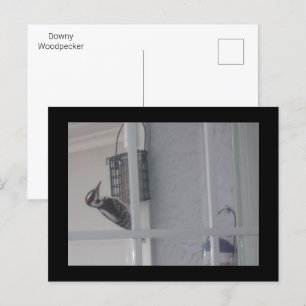 Downy Woodpecker Postcard