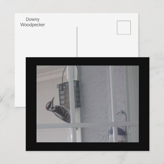 Downy Woodpecker Postcard (Front/Back)