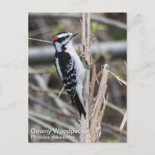 Downy Woodpecker Postcard
