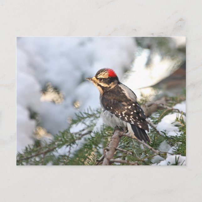 Downy Woodpecker Postcard (Front)