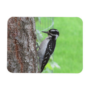 Downy Woodpecker Profile Magnet