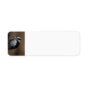 Downy Woodpecker return address labels