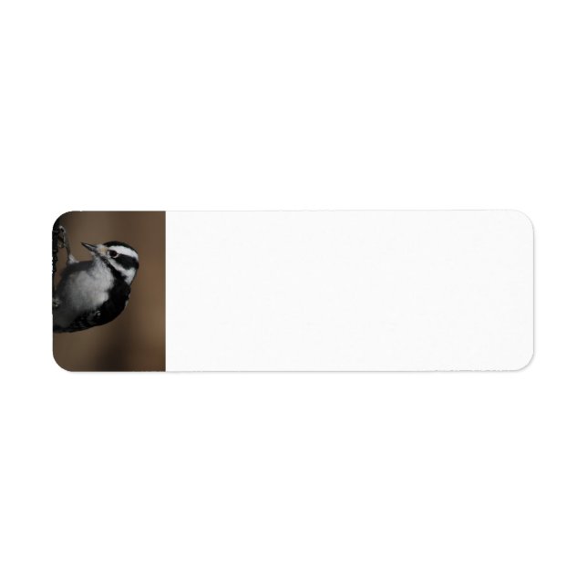 Downy Woodpecker return address labels (Front)