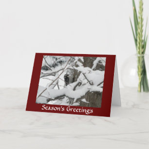 Downy Woodpecker Season's Greetings Card