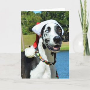 Dozer Christmas Cards