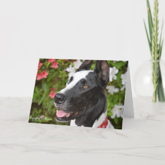 Dozer Greeting Cards