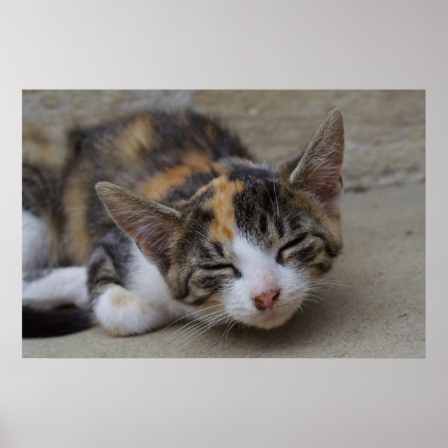 Dozing Calico Kitten Poster (Front)