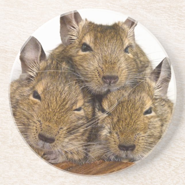 Dozing Degu Trio Coaster (Front)