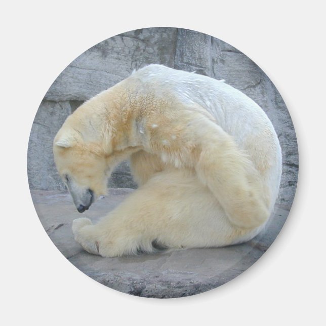 Dozing Polar Bear Magnet (Front)