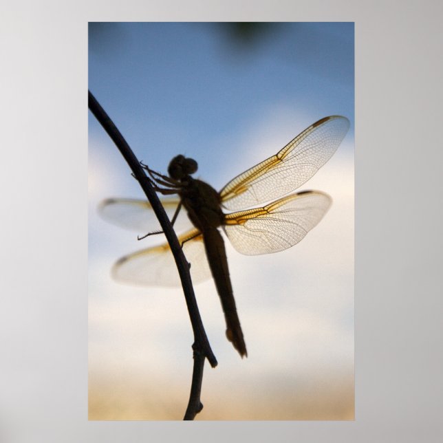 Dragon At Rest Poster (Front)