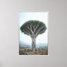 Dragon Blood Tree  Mystic Surreal Nature 