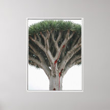 Dragon Blood Tree  Mystic Surreal Nature Landscape