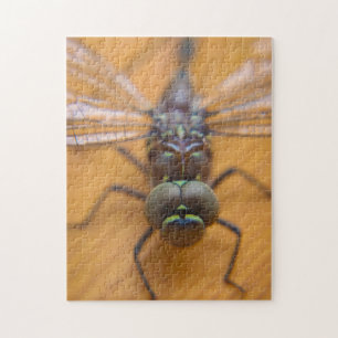 dragon fly jigsaw puzzle