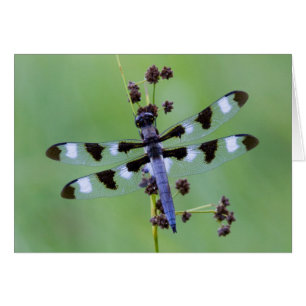 Dragon fly perched on grass, Canada