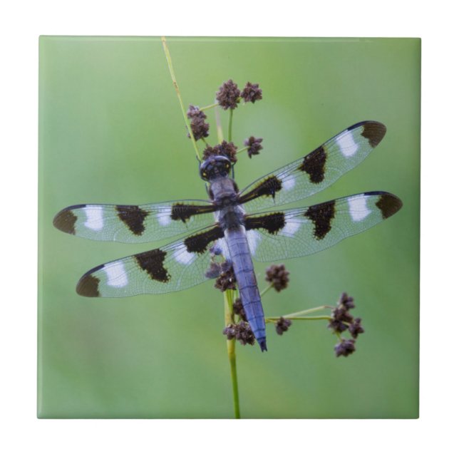 Dragon fly perched on grass, Canada Ceramic Tile (Front)