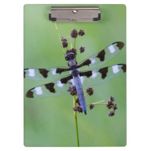 Dragon fly perched on grass, Canada Clipboard