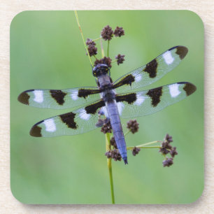 Dragon fly perched on grass, Canada Coaster