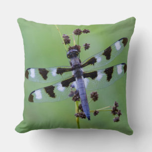 Dragon fly perched on grass, Canada Cushion