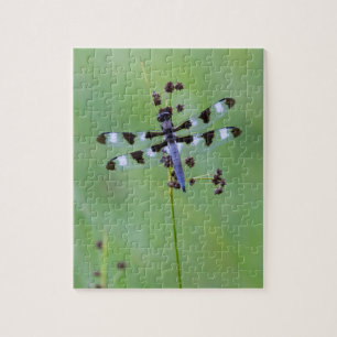 Dragon fly perched on grass, Canada Jigsaw Puzzle
