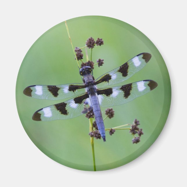 Dragon fly perched on grass, Canada Magnet (Front)