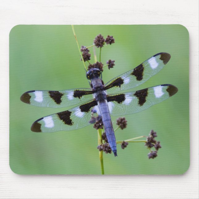 Dragon fly perched on grass, Canada Mouse Pad (Front)