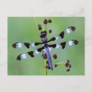 Dragon fly perched on grass, Canada Postcard