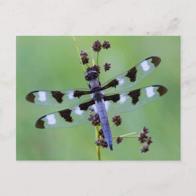 Dragon fly perched on grass, Canada Postcard (Front)
