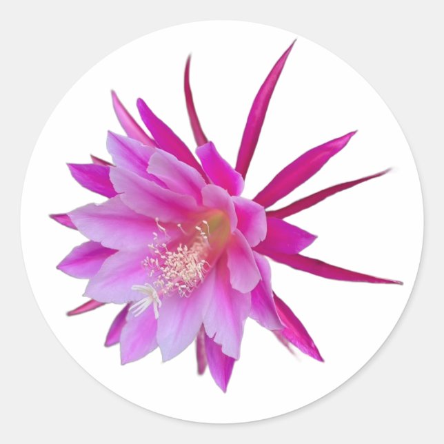 Dragon Fruit Flower Sticker (Front)