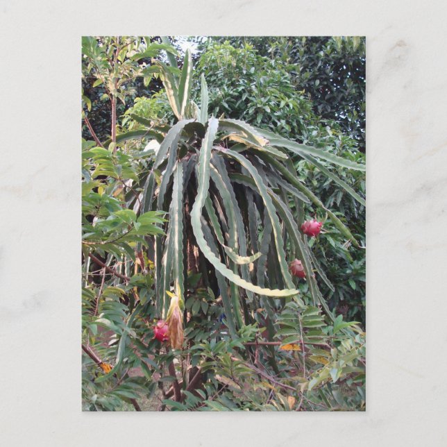 Dragon Fruit Plant Postcard (Front)