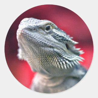 Dragon Head Stickers