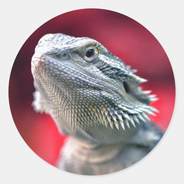 Dragon Head Stickers (Front)