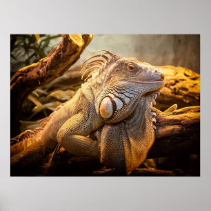 Dragon Iguana Posters