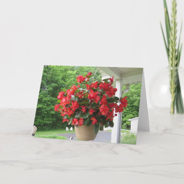 Dragon Wing Begonia Card (Front)