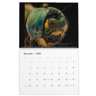 Dragonflies 2022 calendar