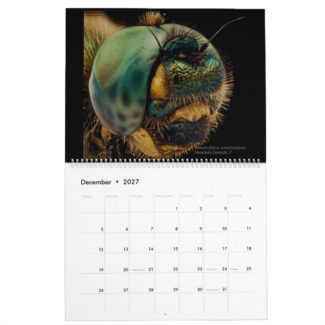 Dragonflies 2022 calendar (Dec 2027)