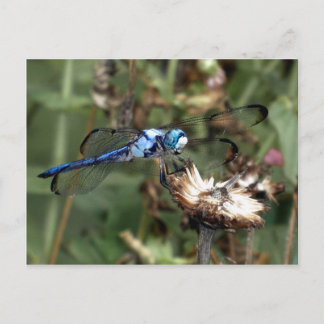Dragonflies Blue Dragonfly on a Flower Husk Photo Postcard