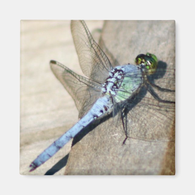 Dragonflies Magnet (Front)