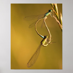 Dragonflies Mating in Golden Light Macro Nature Ph Poster